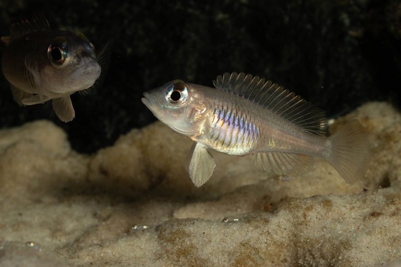 Lamprologus laparogramma 'Namansi'
